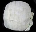 Inflated Fossil Tortoise (Stylemys) - South Dakota #39095-4